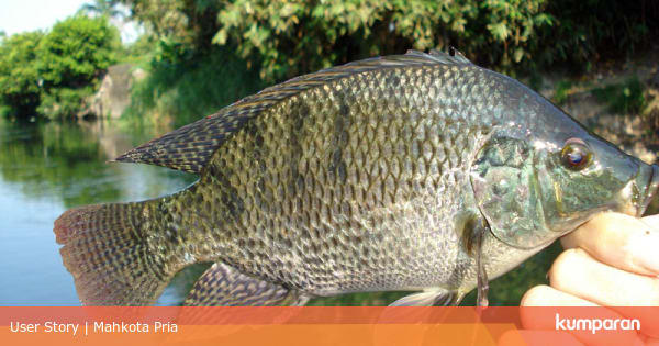 umpan ikan sungai paling ampuh - IKAN NILA qqdwvo